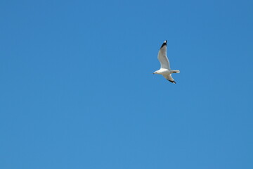 seagull in flight