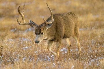 Mule deer buck walking in field with snow