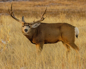 Huge trophy mule deer buck