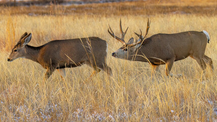 Mule deer buck following estrus doe for breeding
