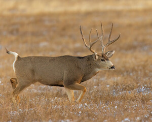 Trophy mule deer buck