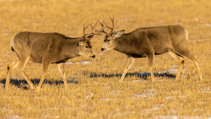 Two mule deer bucks