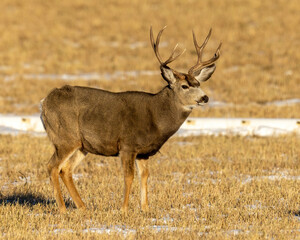 Fototapeta premium Deer in the woods