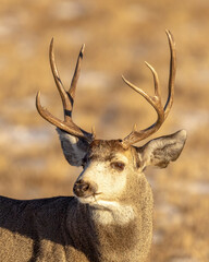 deer in the forest