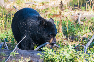 brown bear cub © Yi