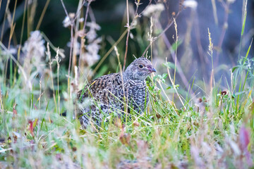 pheasant in the grass