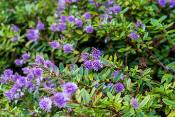 flowers in the garden