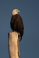 Bald Eagle Adult Perched on a Tall Tree Looking Back Over Shoulder