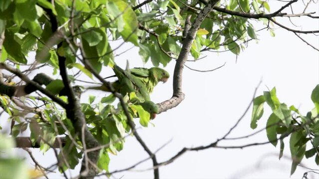 South American Maracan&atilde; Parakeets (Psittacara leucophthalmus), copulating on tree branch in selective focus. reproduction. 4k video