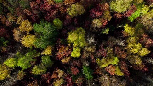 jesienny las z drona