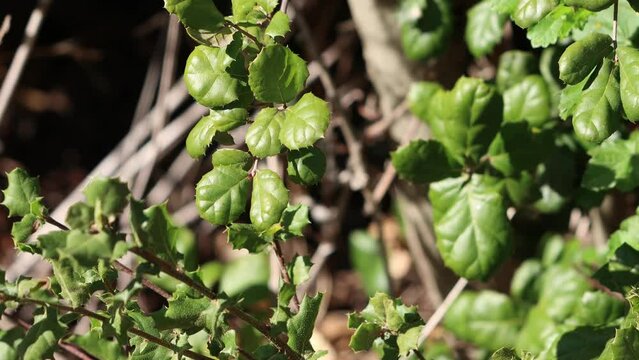 Green simple alternate convex spinosely margined glabrous broad elliptic leaves of Quercus Agrifolia Variety Agrifolia, Fagaceae, native tree in the Santa Monica Mountains, Winter.