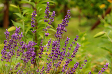 lavender flowers in the garden