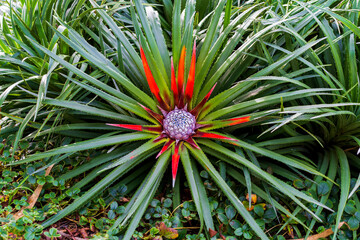 Obraz premium Asparagaceae plant