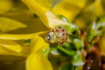 Asian beetle foraging through the Forsyth flower pollen