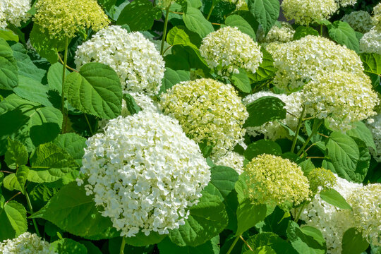 White Smooth Hydrangea Flowers Blooming In Summer