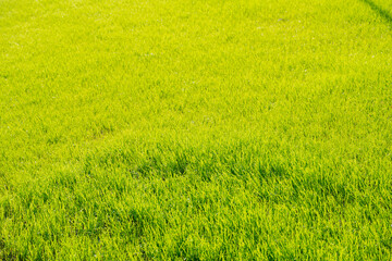 Obraz na płótnie Canvas green grass on a sunny summer field close-up