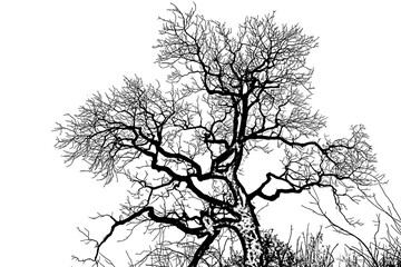 silhouette of a tree: Holm Oak 
