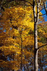 Fall Foliage at Toms Run