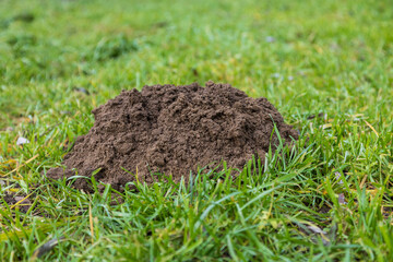 A mound of dirt - a mole from a mole in the green grass.