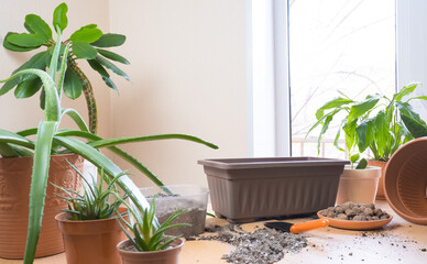 Spring transplant of indoor plants. On the table are scarlet, haworthia, spurge, spathiphyllum for transplantation. Land and drainage prepared nearby for transplanting. home garden concept.