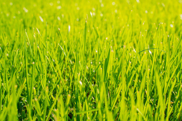 green grass on a sunny summer field close-up