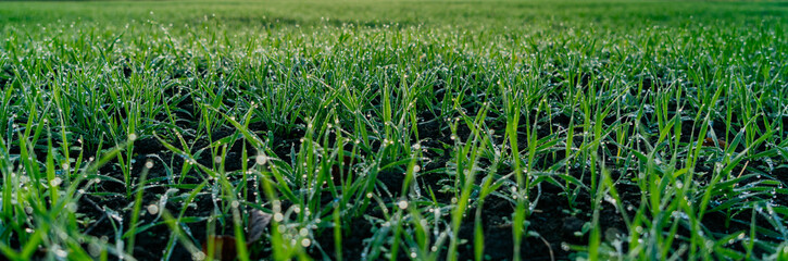 Banner of green grass with dew drops in the bright sunlight