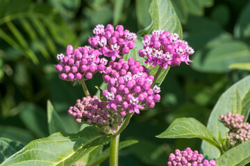 Red Swamp Milkweed Growing In The Field In Summer