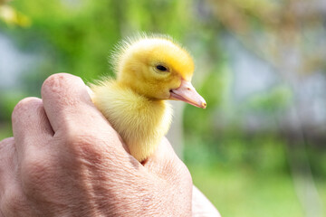 An elderly woman holds a small duckling in her hands. Love for animals