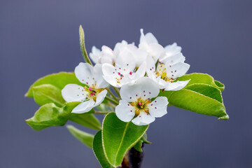 Pear branch with white flowers on a blue background
