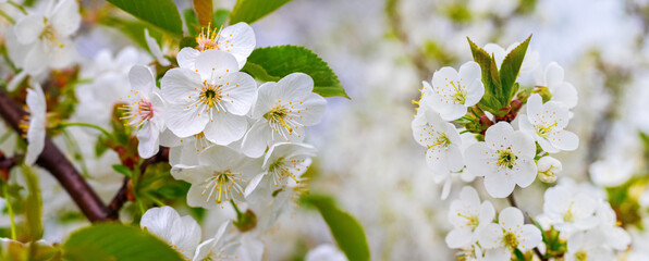 A branch of cherry with white flowers on a blurred background in sunny weather