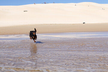 Dachshund pup playing and having fun on the beach