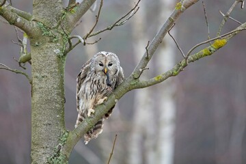 Strix uralensis, Ural owl with mouse, Puštík bělavý, Both its common name and scientific name refer to the Ural Mountains of Russia where the type specimen was collected.