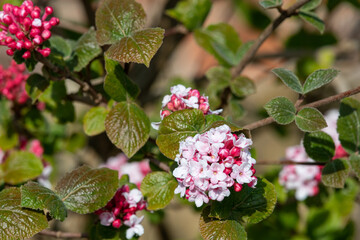 Close up of viburnum flowers in bloom
