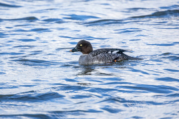 池に浮かぶホオジロガモの雌