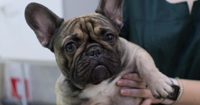 A cute french bulldog is being held by a veterinarian in a veterinary clinic. The dog, French Bulldog, sits on his hands and looks around with curiosity. The concept of a bulldog at the veterinarian.