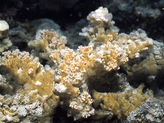 Obraz na płótnie Canvas corals, coral reef