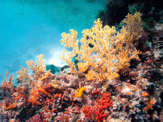 Naklejka na ściany i meble corals, coral reef