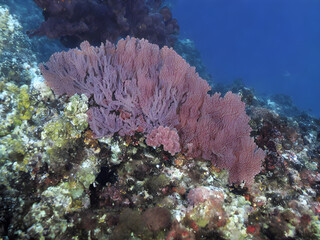 Naklejka na ściany i meble corals, coral reef