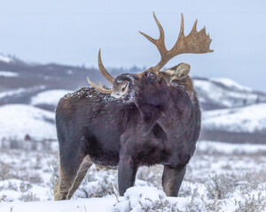 Bull Moose in snow