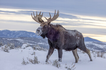 Shiras moose in snow - Powered by Adobe