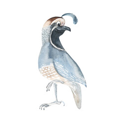Fototapeta premium Cute quail isolated on white background. Watercolor hand drawn illustration. Perfect for kid cards, baby shower, clothes prints, decals.