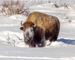 Bison standing in snow