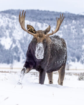 Shiras moose in snow