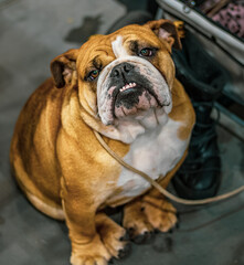 english bulldog portrait