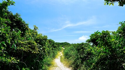 Fototapeta premium 新島の石山トレッキングコース