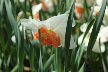 Narcissus flower is white with an orange middle close-up. Growing flower pistil stamen reproduction
