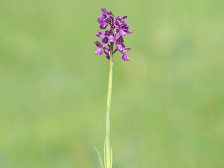 Obraz premium Purple flower of the green-winged orchid on a meadow in spring, Anacamptis morio