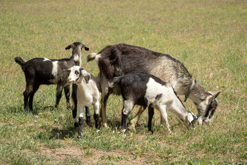 Mother Goat with Triplets