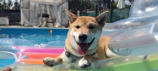 shiba inu dog in the pool