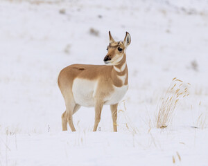 Pronghorn doe standing in snow